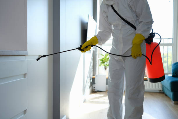 Best Basement Mold Removal  in Mount Carmel, IL